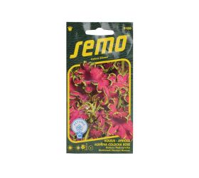 Koleus colocha rose 40s