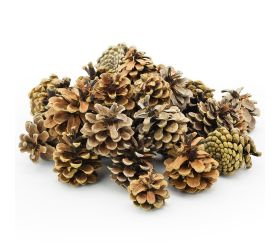 S006pacz pinus niger extra 500g 5-8cm