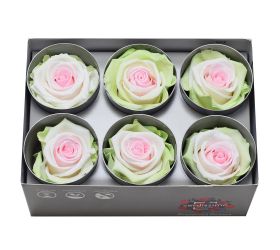 Ruža preparovaná 5cm tricolor green/white/pink /ks
