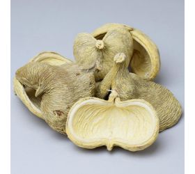 Badam bielený s/6 i011wpacz