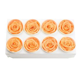 Ruža preparovaná 5cm perfect peach /ks - bal. 8 ks