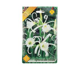 Hymenocallis festalis