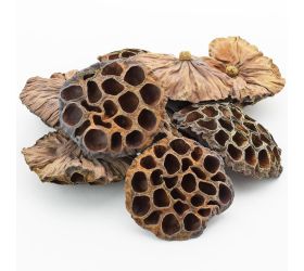 T008 lotus extra veľký 9-12cm s/10