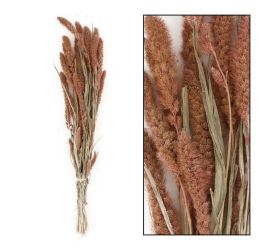 Setaria sušená zv. lososová 66x15x6cm