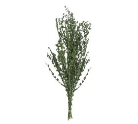 Olivovník sušina zelená