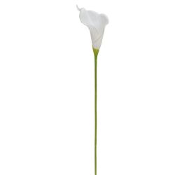 Ks calla biela 70cm