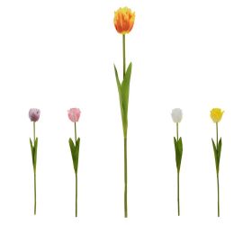 Ks tulipán plnokvetý mix/5f 50cm