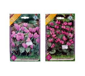 Cyclamen mix
