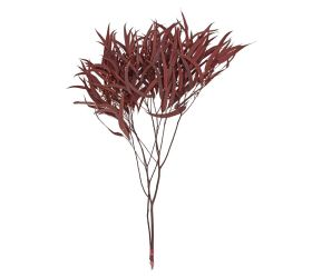 Eucalyptus willow sušina hnedý