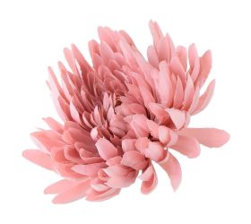 Hlava chryzantéma st.ružová 15cm bal:12ks