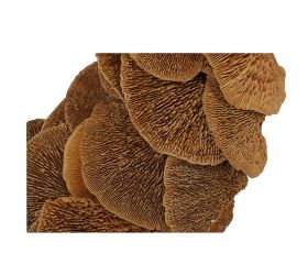 Veniec 38cm natur sušina huba/i820n