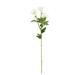 Ks čemerica biela 62cm