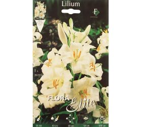 Lilium candidum (ľalia liečivá)