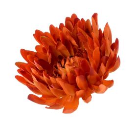 Hlava chryzantéma tm.tehlová 15cm bal:12ks