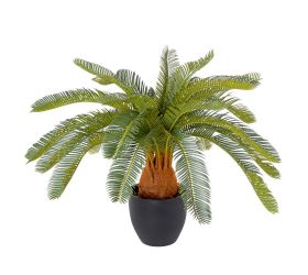 Cycas v kvetináči 72cm