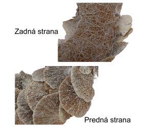 Veniec 38cm natur/bielený sušina huba/i820ww