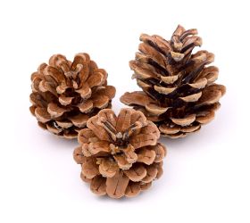 Šišky borovicové vrece