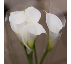 Calla biela 90-100cm / ks