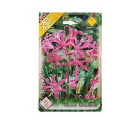 Nerine bowdenii