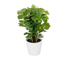 Monstera v plast.kvetináči zel.24cm