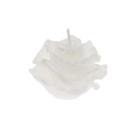 Ruža elizabeth malá biela 7x5