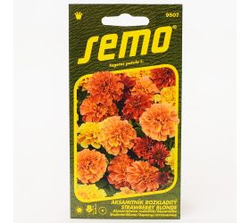 Aksamietnica rozložitá strawberry blonde