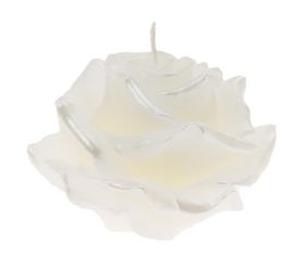 Ruža elizabeth veľ. biela 12x8