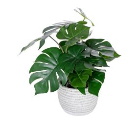 Monstera v plast.kvetináči 40cm