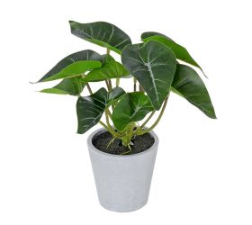 Syngónium v plast.kvetináči 22cm