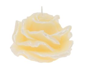 Ruža elizabeth veľ.krém 12x8