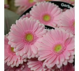 Gerbera mini/ ks