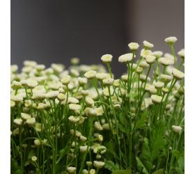 Tanacetum/ ks