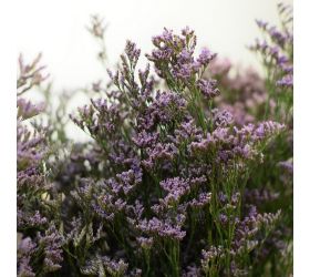 Limoneum/ statica/ ks