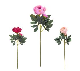 Ks pivonia s pukom mix/3f 70cm