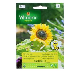 Slnečnica nízke do kvetináča