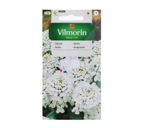 Iberka hyacintokveta 2g