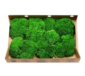 Mach bolmos preparovaný / 500g box, bochníčky