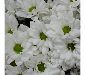 Chryz.biela s očkom/ ks