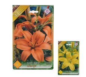 Lalia asiatic yellow,orange