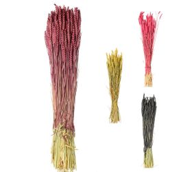 Triticum pšenica - sušená farba mix /zv