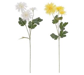 Ks chryzantéma mix/2f 75cm