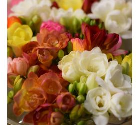 Frezia pl / ks - (25ks v bal.)