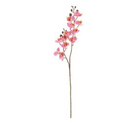Ks orchidea phalaenopsis