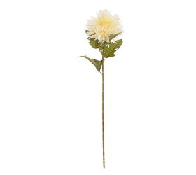 Ks chryzantéma krémová 70cm