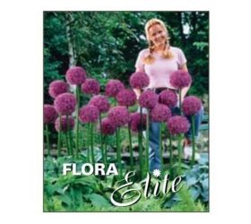 Allium globemaster