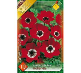Anemone de caen - hollandia