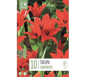 Tulipán spec.pr.zwanenburg 10ks