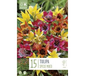 Tulipán bot.specie mix colour 15ks