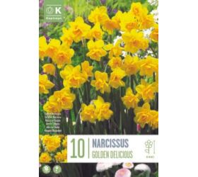 Narcis golden delicious 10ks