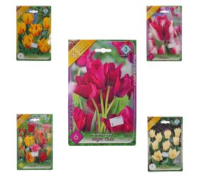 Tulipán